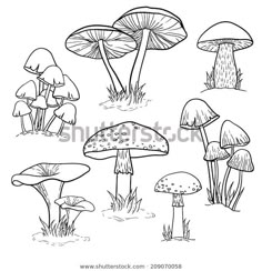 different types of mushrooms on the ground in black and white ink, drawn by hand