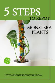 5 steps to repot monstera plants Monstera Plants, Cheese Plant, Bee Balm, Root Growth, Monstera Plant