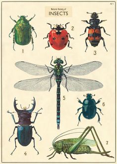 an image of bugs and insects in color