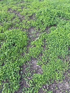 green plants growing on the ground in an open area with dirt and grass around them