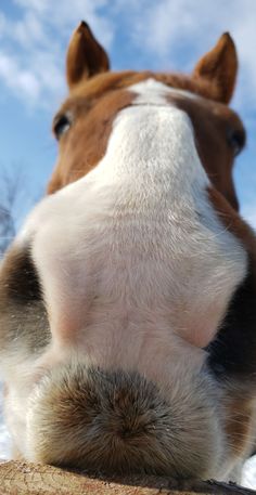 a brown and white horse standing on top of snow covered ground