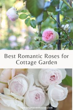 the best romantic roses for cottage garden are in pink and white flowers with green leaves