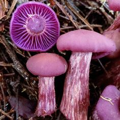 some purple mushrooms are growing in the grass