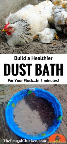 a chicken laying on the ground next to a bath tub filled with dirt and sand