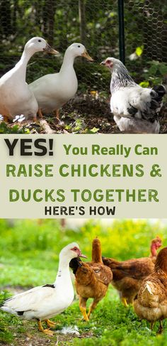 chickens and ducks are standing in the grass near a fence with text that reads, yes you really can raise chickens & ducks together here's how