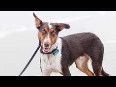 a brown and white dog standing on top of a sandy beach