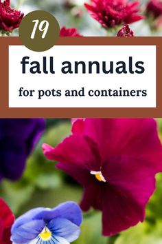 fall flowers in a pot Fall Annuals For Pots, Flowers For Pots, Annual Flower Beds, Deadheading Flowers, Fall Pots, Flower Fertilizer, Fall Flowers Garden, Fall Container Gardens, Ornamental Cabbage