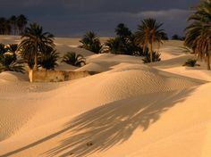 palm trees and white sand in the desert