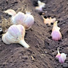 garlic bulbs are growing in the soil