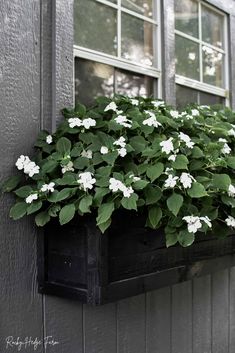 a window box filled with white flowers on the side of a gray building next to windows