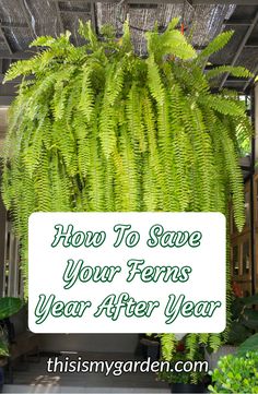 a fern plant with the words how to save your ferns year after year on it