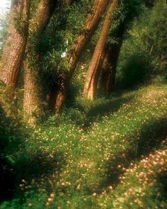 trees and grass in the middle of a forest