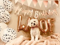 a white dog sitting on top of a blanket in front of balloons that say happy birthday