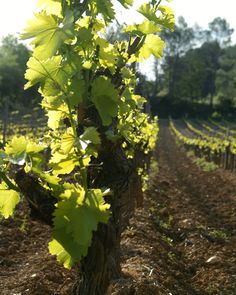 the vines are growing on the tree in the field