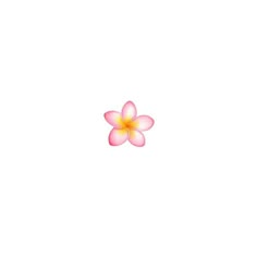 a pink and yellow flower on a white background