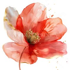 a red flower with yellow stamens on a white background is featured in this watercolor painting