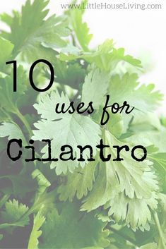 some green leaves with the words 10 uses for cilantro on it in black and white