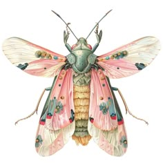 an insect with pink and blue wings on it's back, sitting in front of a