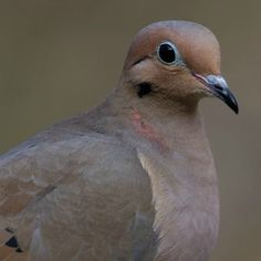 a close up of a bird on a branch with a blurry back ground in the background