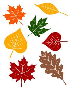 four different colored leaves on a white background