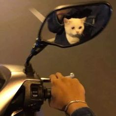 a person is taking a picture of a cat in the side mirror of a motorcycle