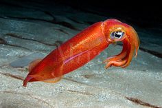 an orange squid is swimming in the water