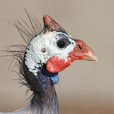 a close up of a bird with feathers on it's head