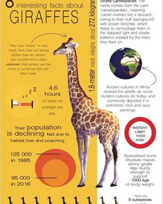 the giraffe is standing in front of an info sheet with information about it