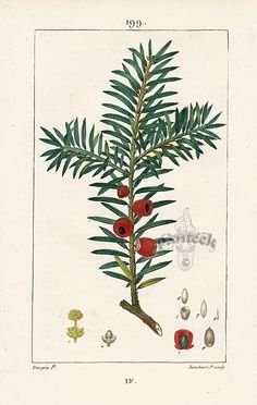 an illustration of a tree with red berries on it's branch and other leaves