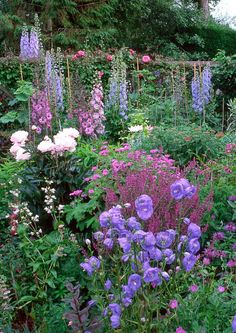 a garden filled with lots of purple and white flowers