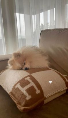 a small dog sleeping on top of a brown and white pillow next to a window