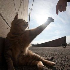 a cat is reaching up to the side of a wall with its paw in the air