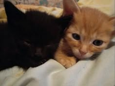 two kittens cuddle together on a blanket