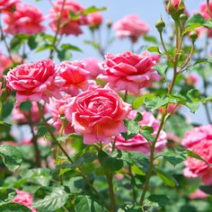 pink roses are blooming in the garden with green leaves and blue sky behind them