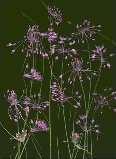 some very pretty purple flowers on a green background