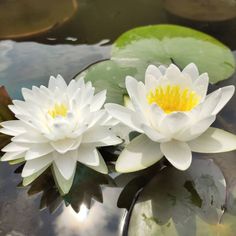 two white water lilies floating on top of a pond