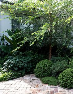 a small tree in the middle of a garden with brick pavers and shrubbery