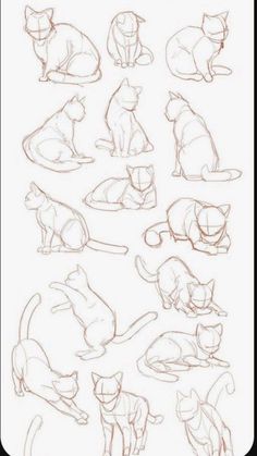 a bunch of cats that are sitting on top of each other in different positions and sizes