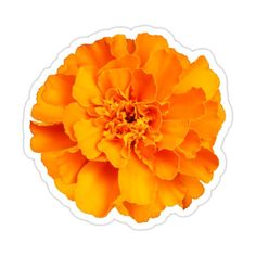 an orange flower on a white background sticker is in the shape of a circle