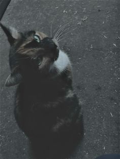 a black and white cat sitting on the ground looking up at something in the air