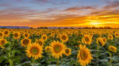 the sun is setting over a large field of sunflowers