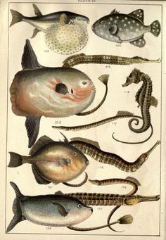 an illustration of different types of fish and sea creatures, from the 19th century to the present day