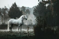 a white horse standing on top of a lush green field covered in foggy trees