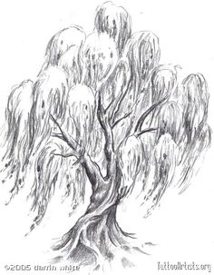 a drawing of a tree with lots of leaves