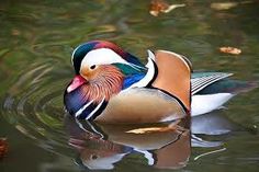 a colorful bird floating on top of a lake next to green grass and brown leaves