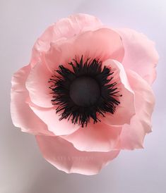 a large pink flower with black center on white background