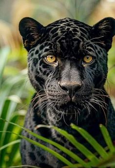 a close up of a black leopard looking at the camera