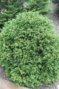 a bush with green leaves in the middle of some rocks and gravel near plants on either side of it