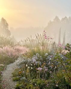 the sun shines brightly through the foggy trees and flowers in this garden area