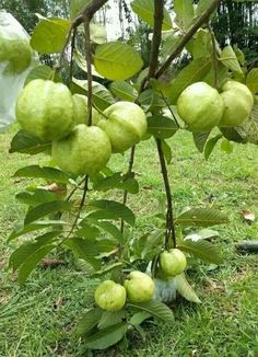 some green apples hanging from a tree in the middle of a grassy area with leaves on it